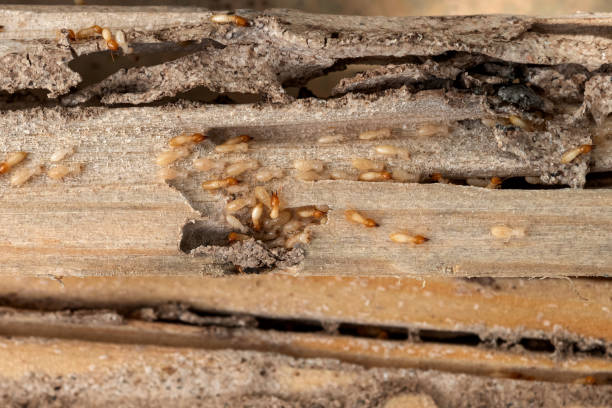 Best Bed Bug Extermination  in Meadow Oaks, FL